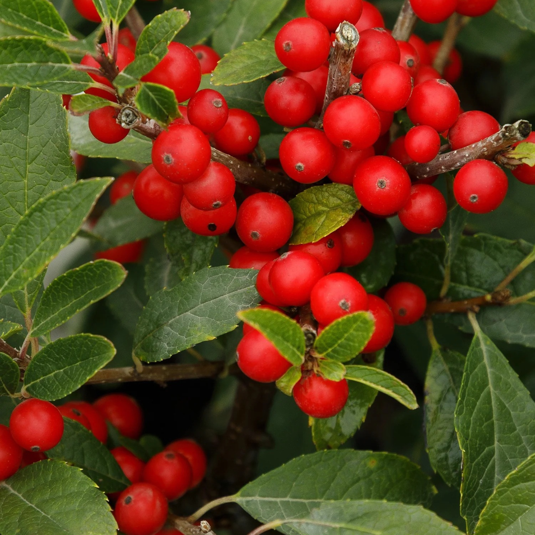 Ilex verticillata Berry Poppins®
