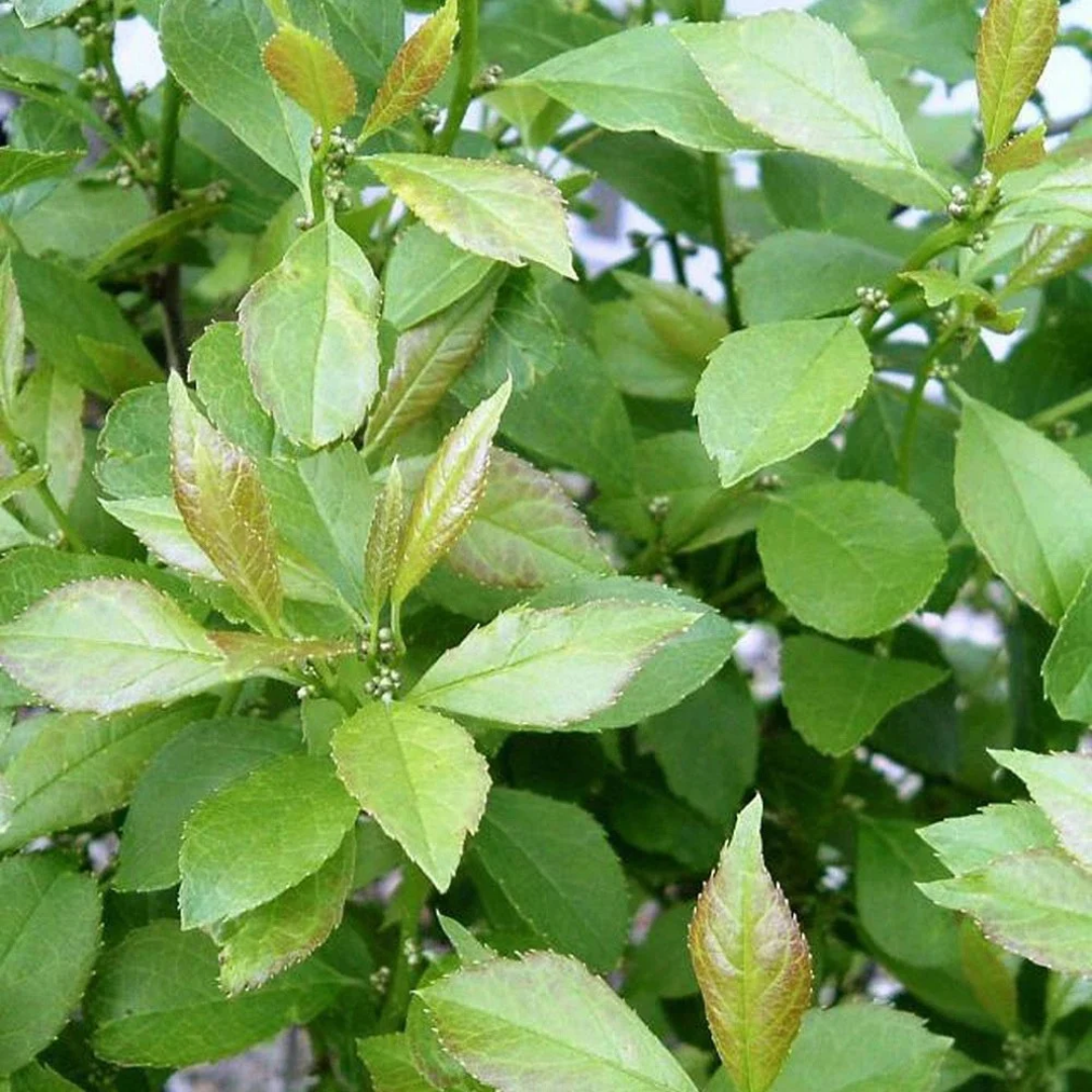 Ilex verticillata 'Jim Dandy'