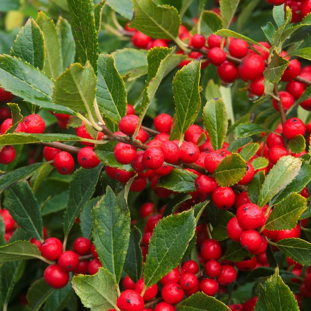 Ilex verticillata 'Red Sprite'