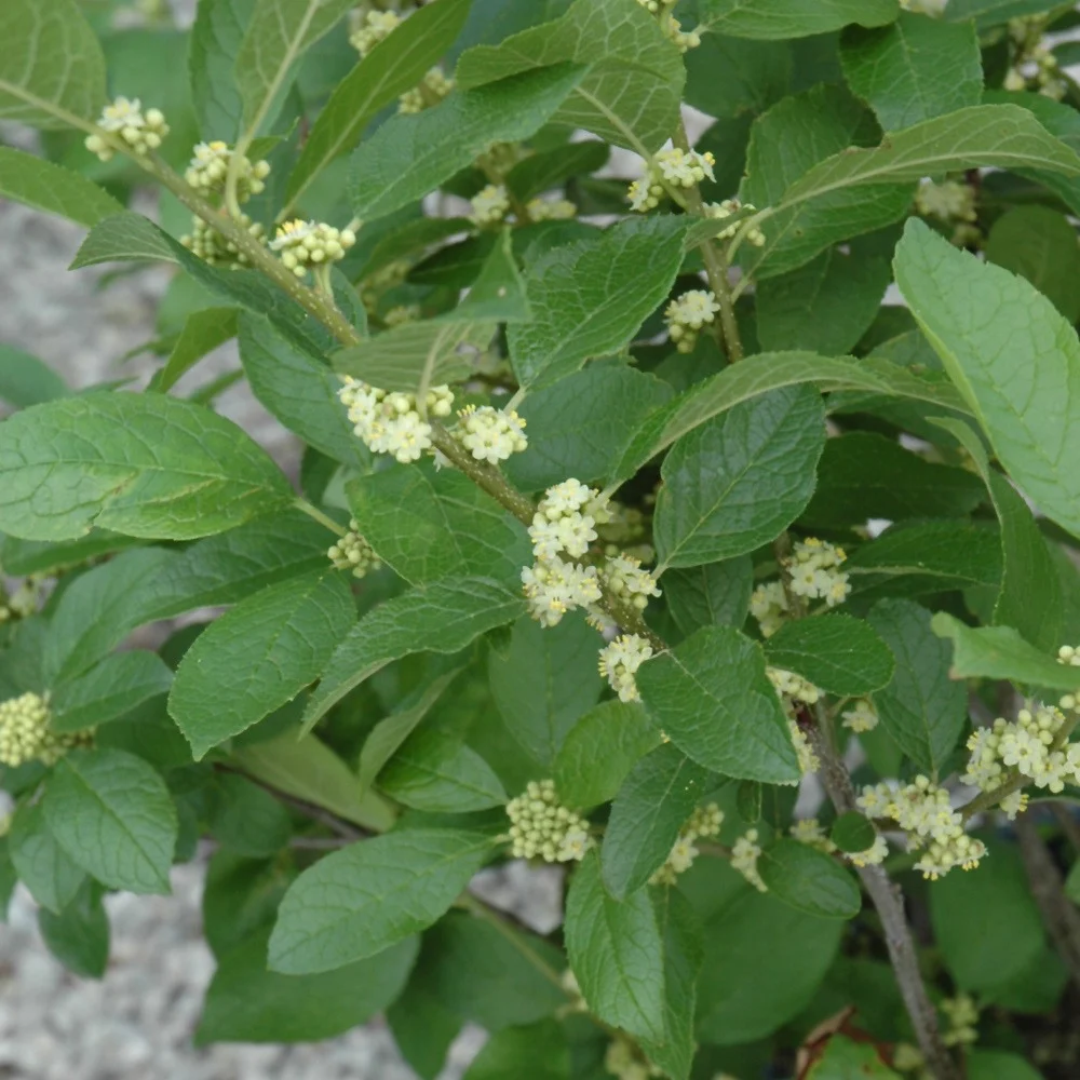 Ilex verticillata 'Southern Gentleman'