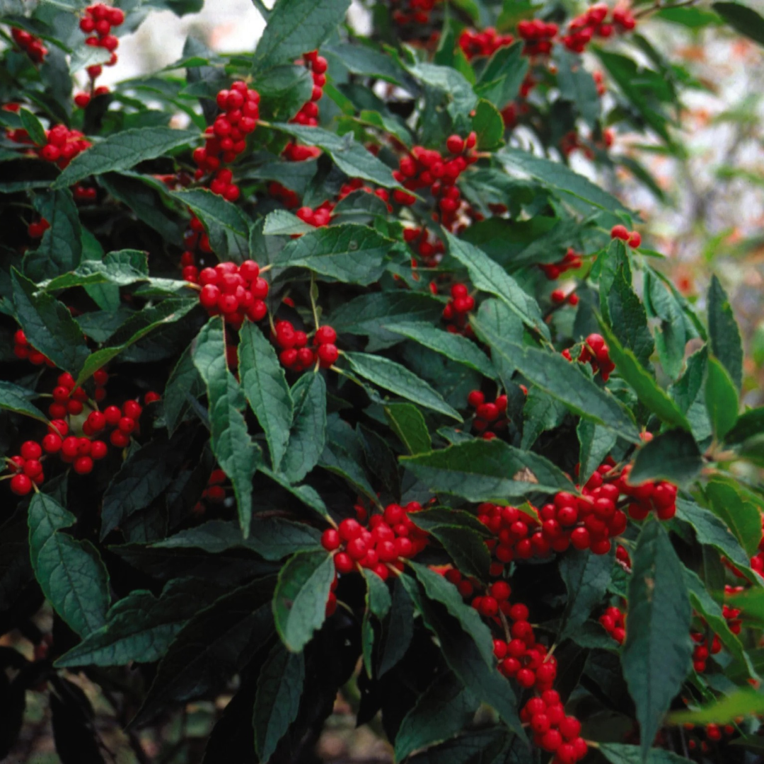 Ilex verticillata 'Winter Red'