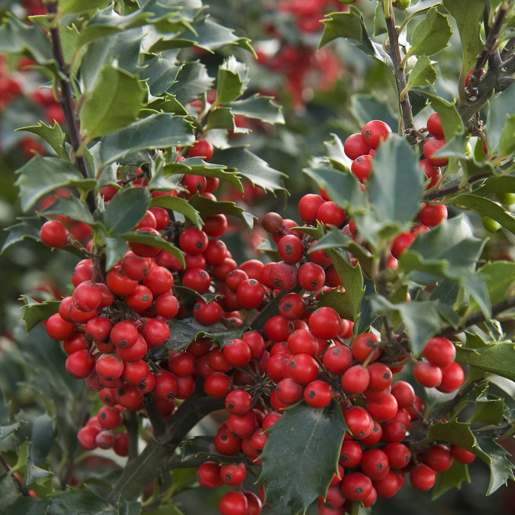 Ilex x meserveae Berri Magic® – Black Sheep Perennials