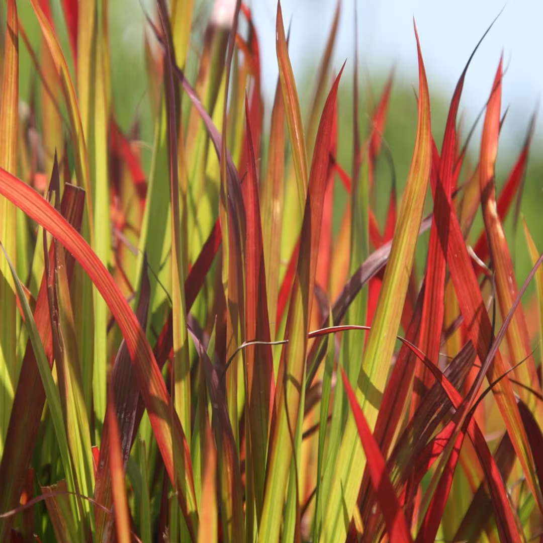 Imperata cylindrica 'Red Baron'