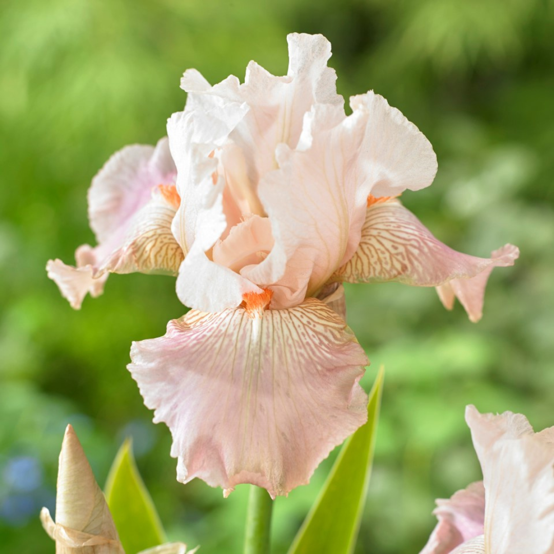 Iris germanica 'Frappe'