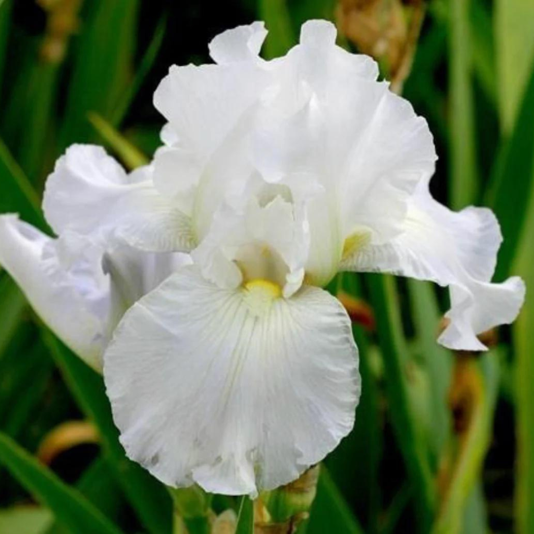 Iris germanica 'Immortality'