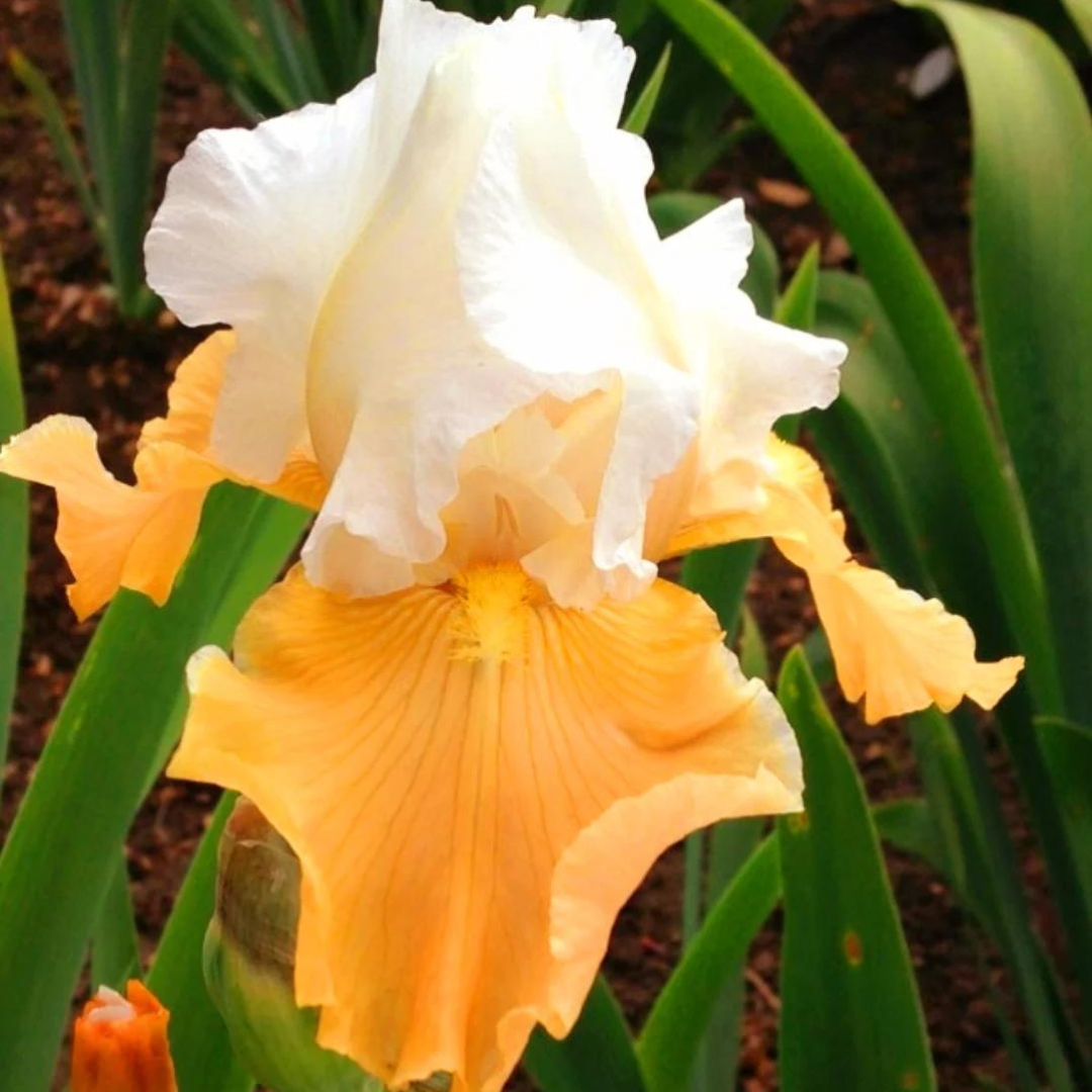 Iris germanica 'Pumpkin Cheesecake'