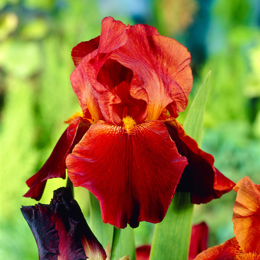 Iris germanica 'Sultan's Palace'