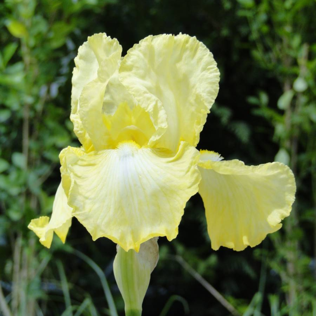 Buy Iris germanica 'Summer Olympics' | Unrivaled Perennials – Black ...