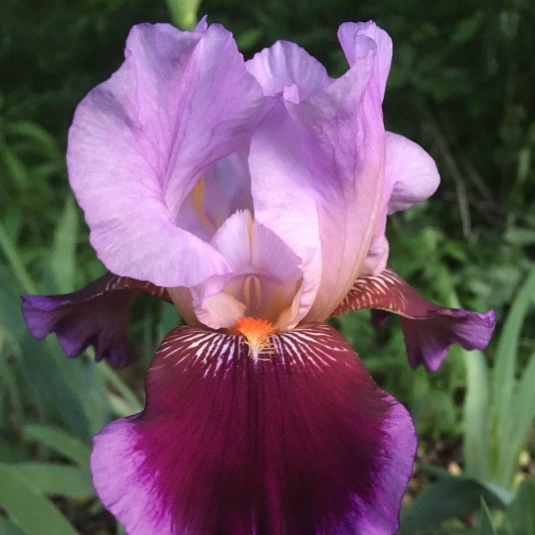 Iris germanica 'Wine and Roses'