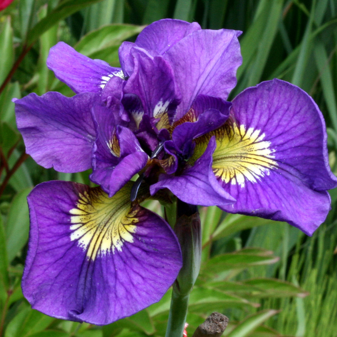 Iris siberica 'Double Standard'