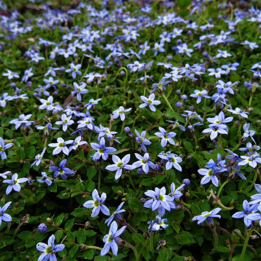 Isotoma fluviatilis