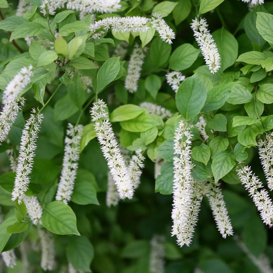 Itea virginica Little Henry®
