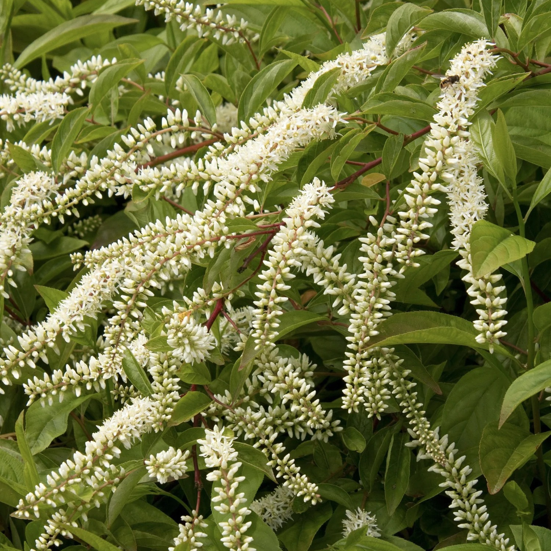 Itea virginica 'Henry's Garnet'