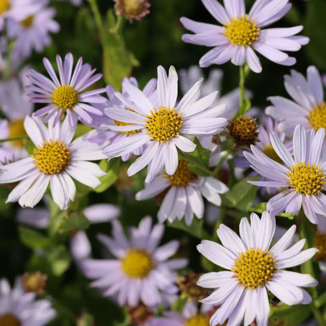 Kalimeris incisa 'Blue Star'