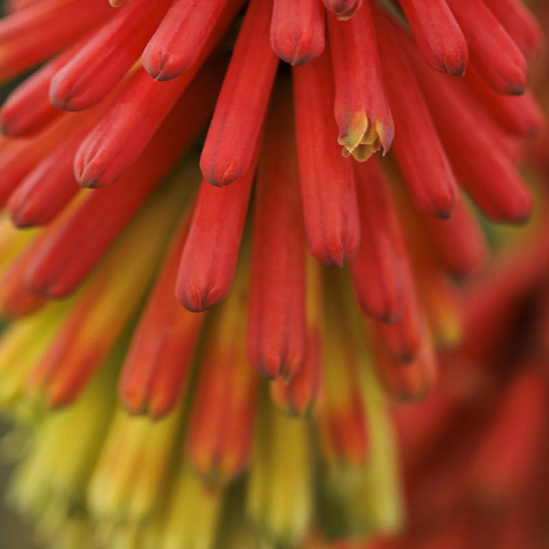 Kniphofia hirsuta 'Fire Dance'