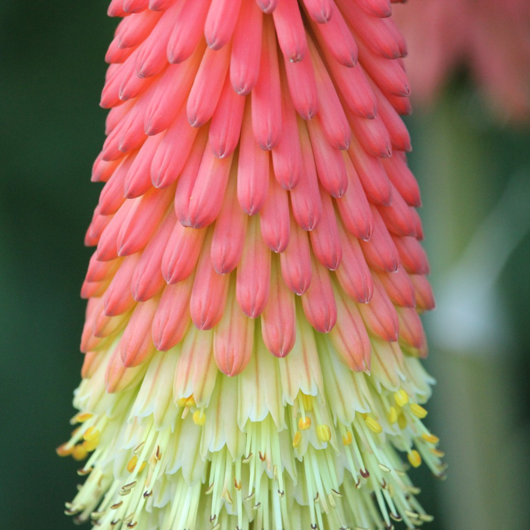 Kniphofia hybrid 'Royal Castle'