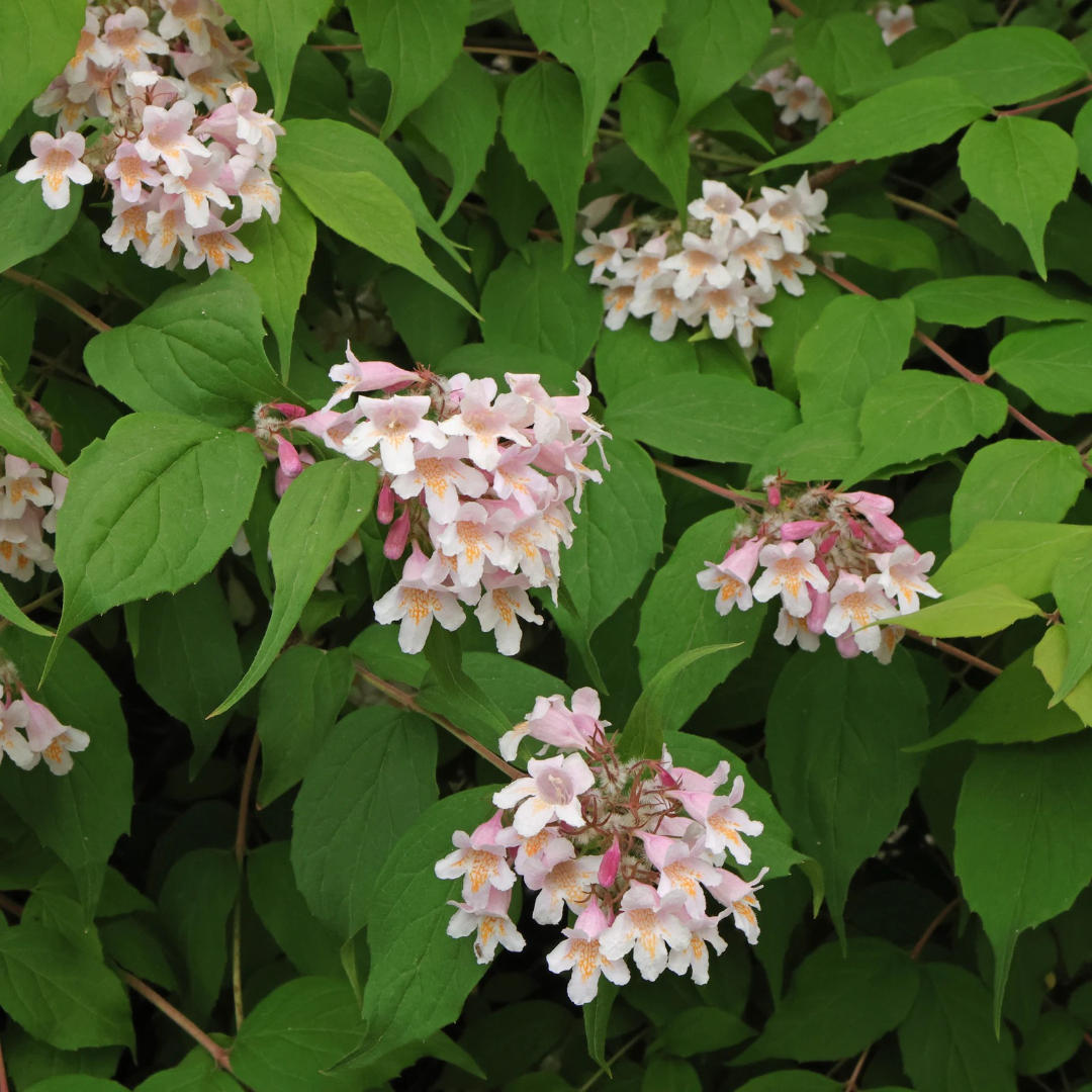 Kolkwitzia amabilis