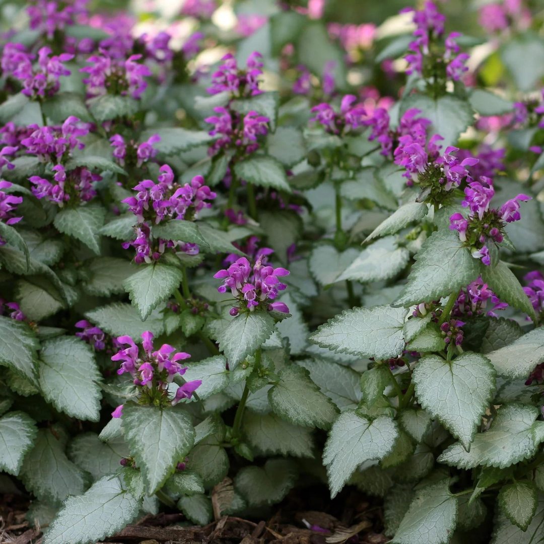 Lamium 'Beacon Silver'