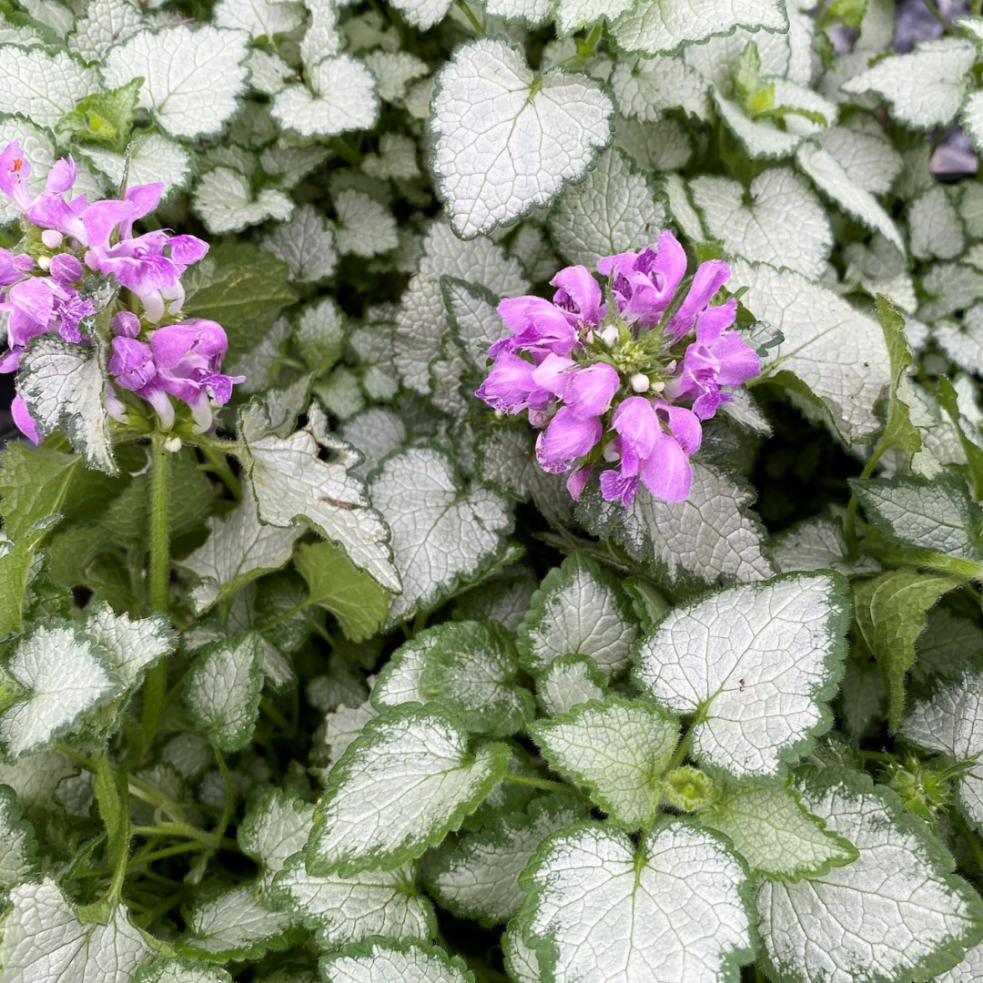 Lamium 'Orchid Frost'