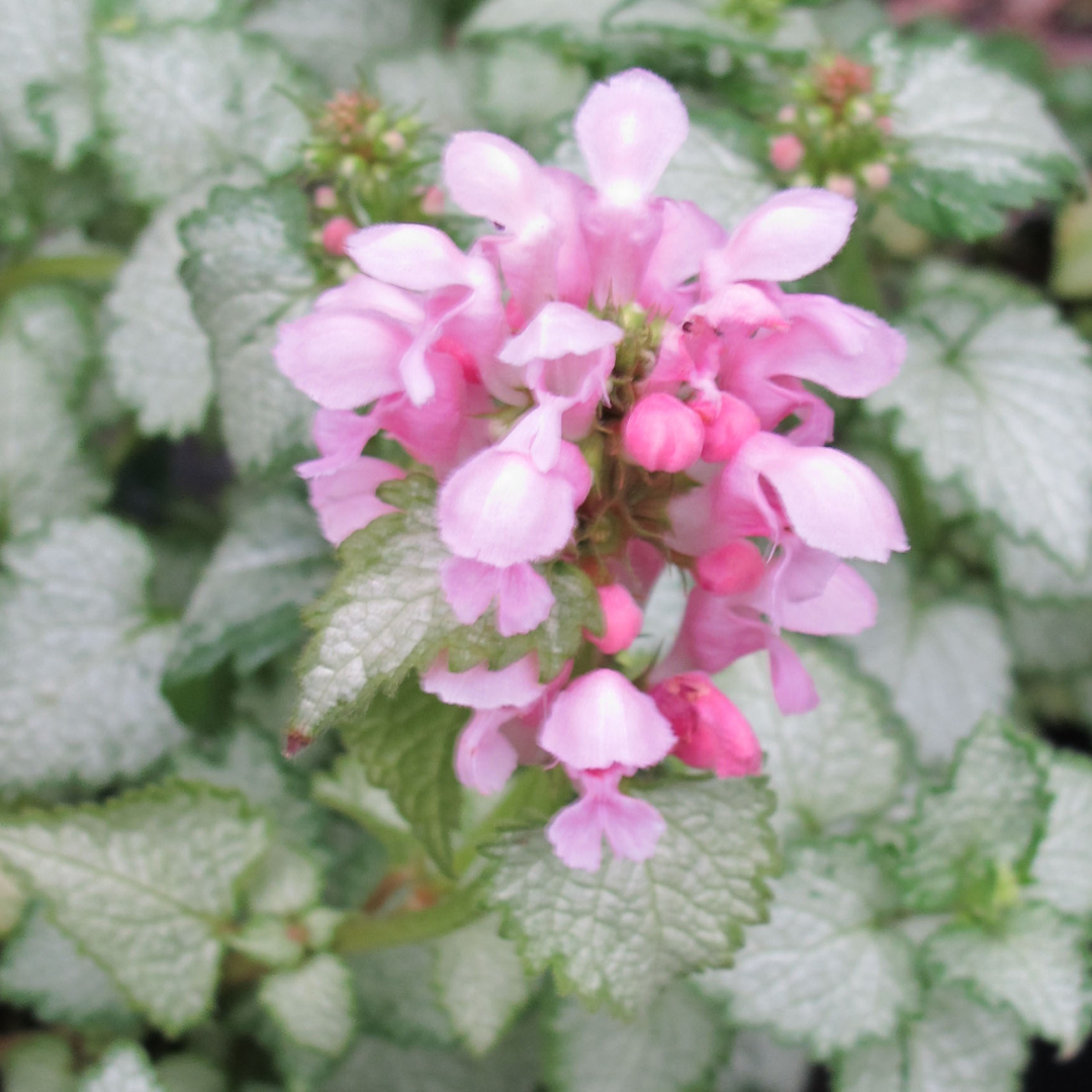 Lamium 'Pink Pewter'