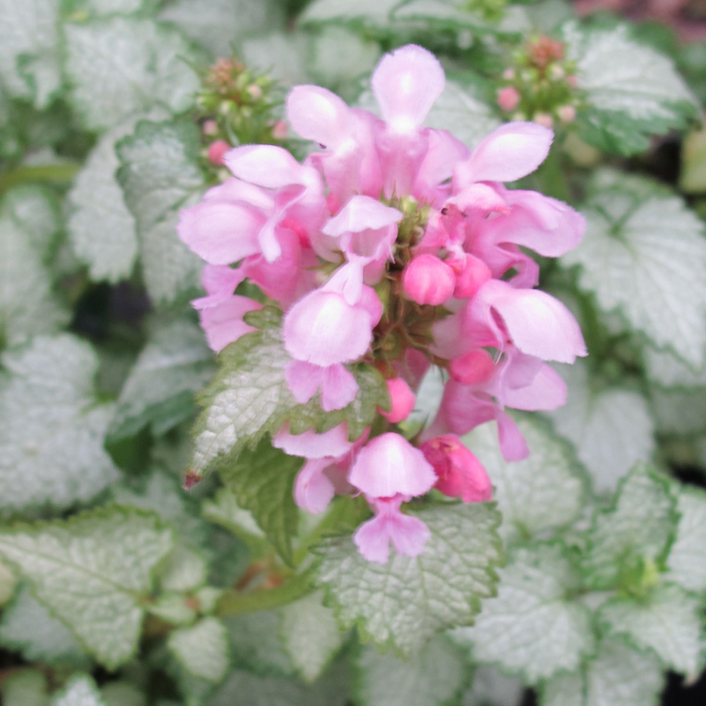 Buy Now | Lamium 'Pink Pewter' | Ontario Grown | Local Delivery