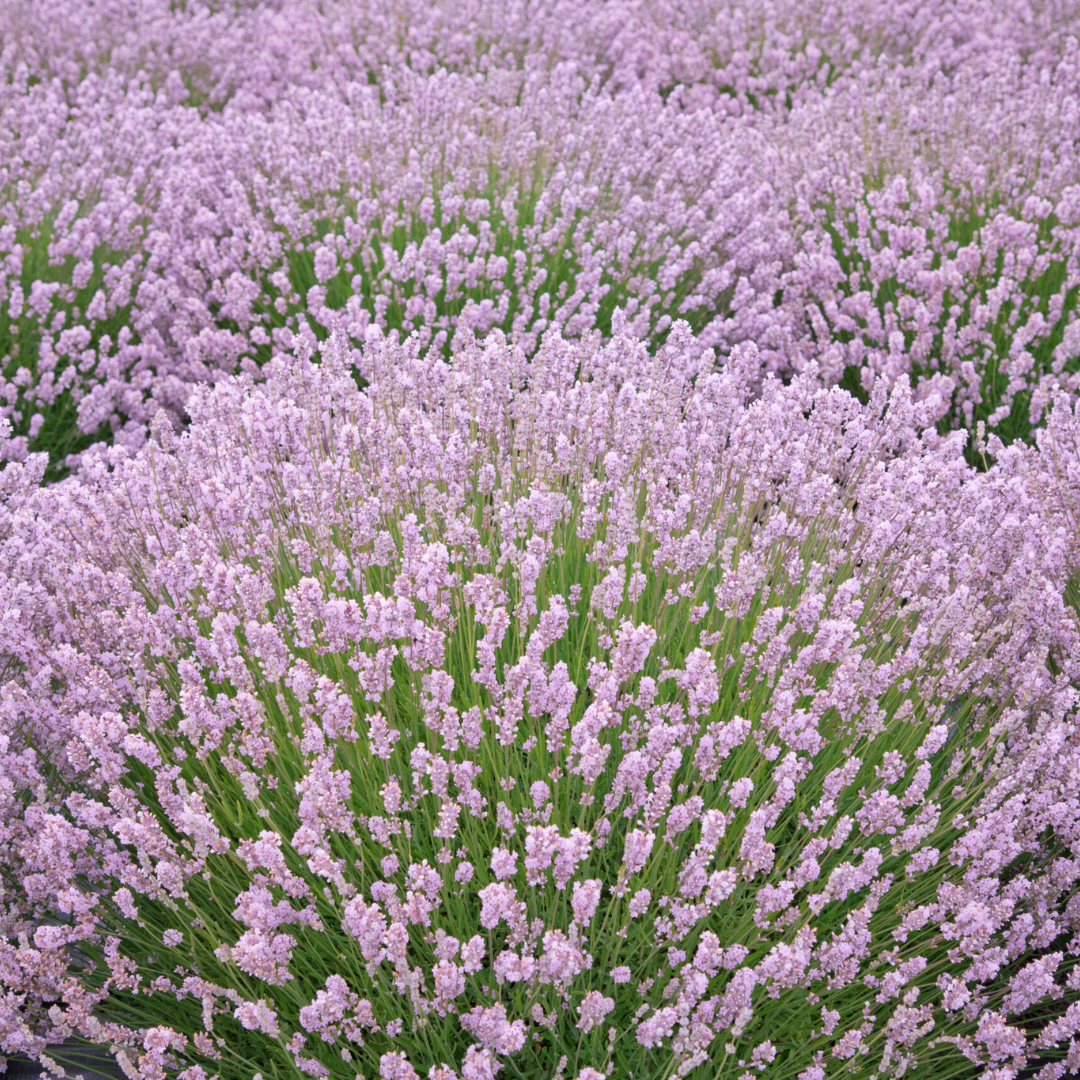 Lavandula angustifolia 'Ellagance Pink'