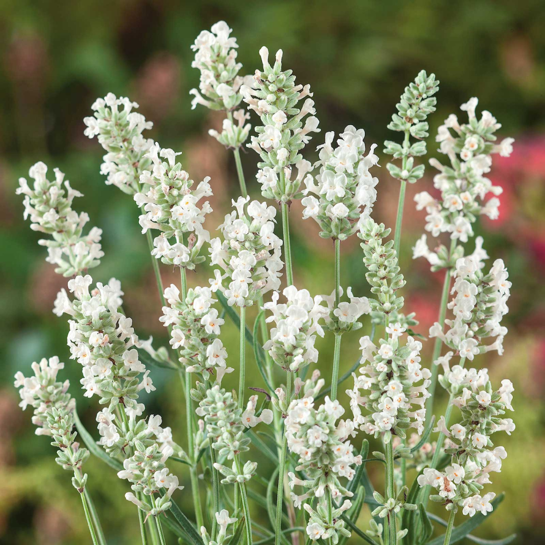 Lavandula angustifolia 'Ellagance Snow'