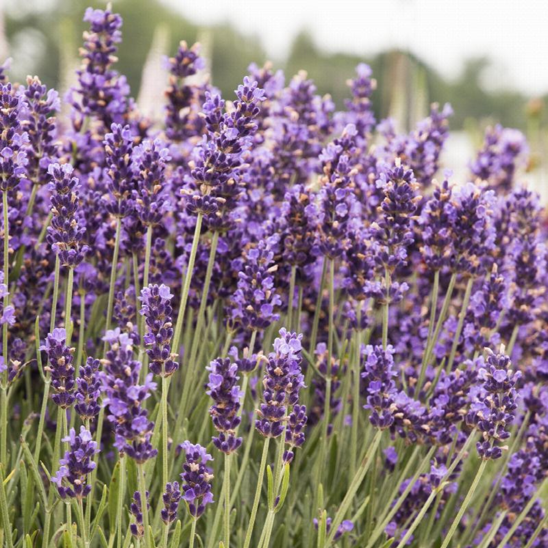 Lavandula angustifolia 'Hidcote Blue'