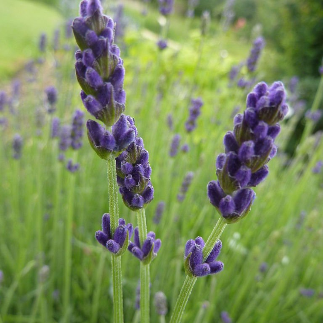 Lavandula angustifolia 'Hidcote Superior'