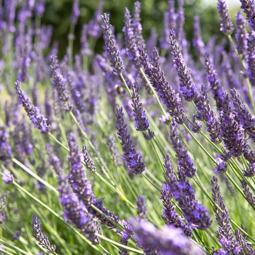 Lavandula x intermedia 'Grosso'