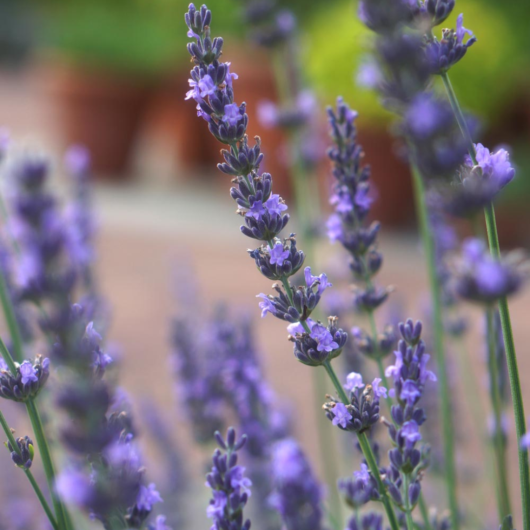 Lavandula x intermedia 'Phenomenal'