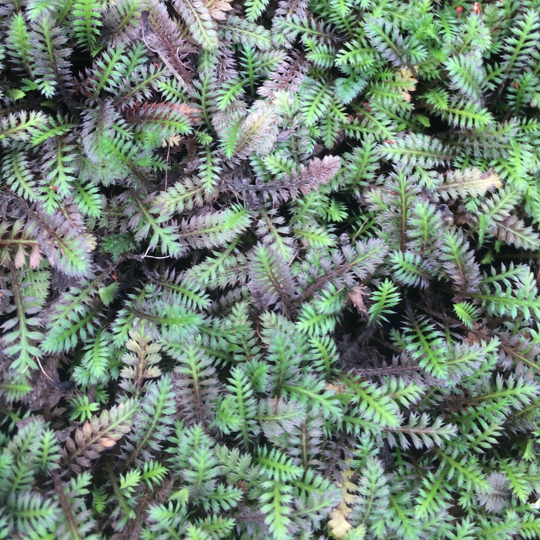 Leptinella 'Platt's Black'