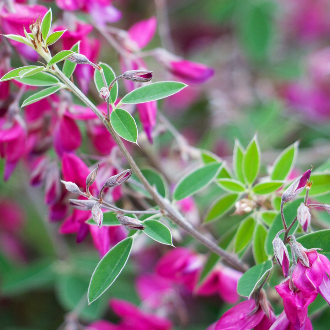 Lespedeza thunbergii 'Gibraltar'