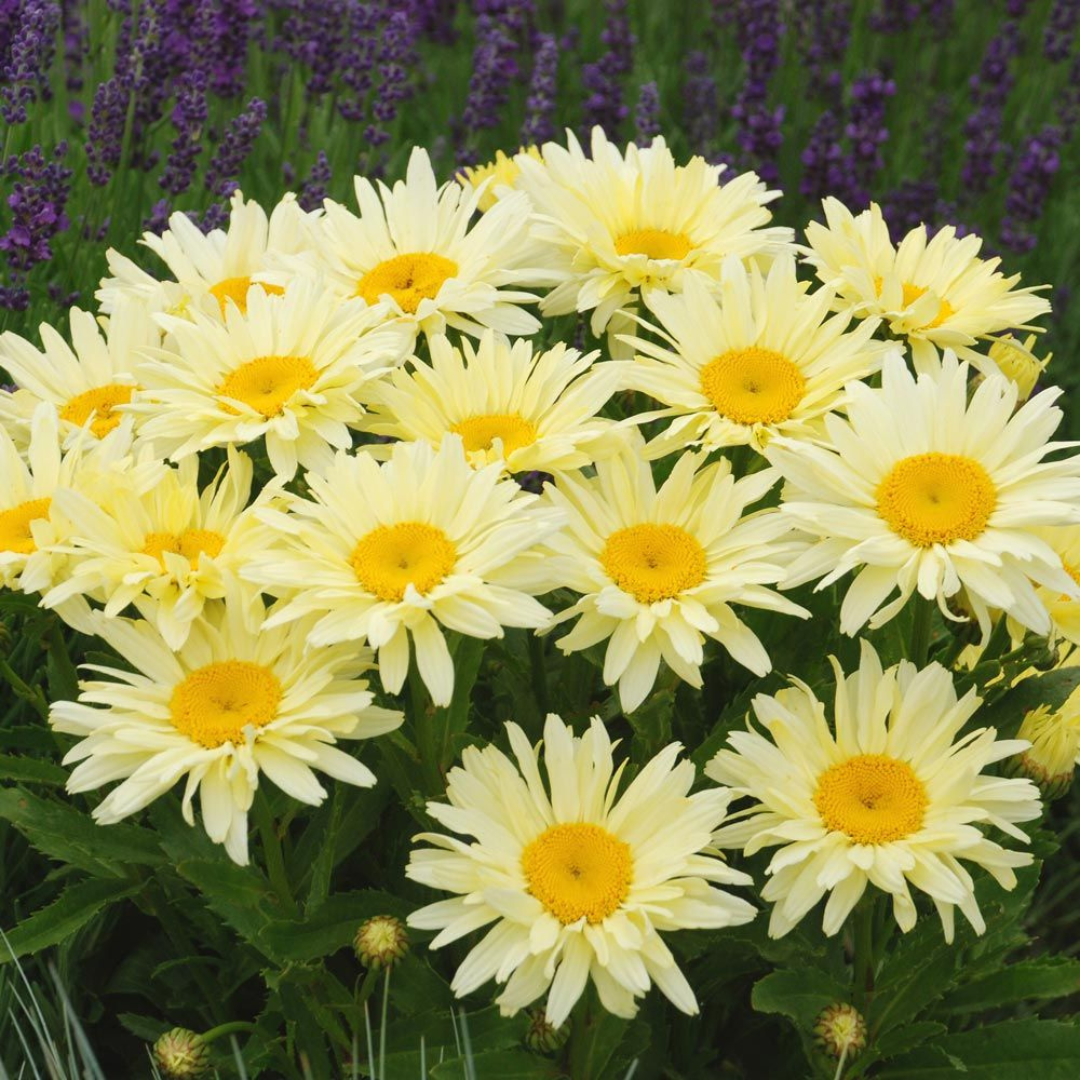 Leucanthemum superbum 'Banana Cream II'