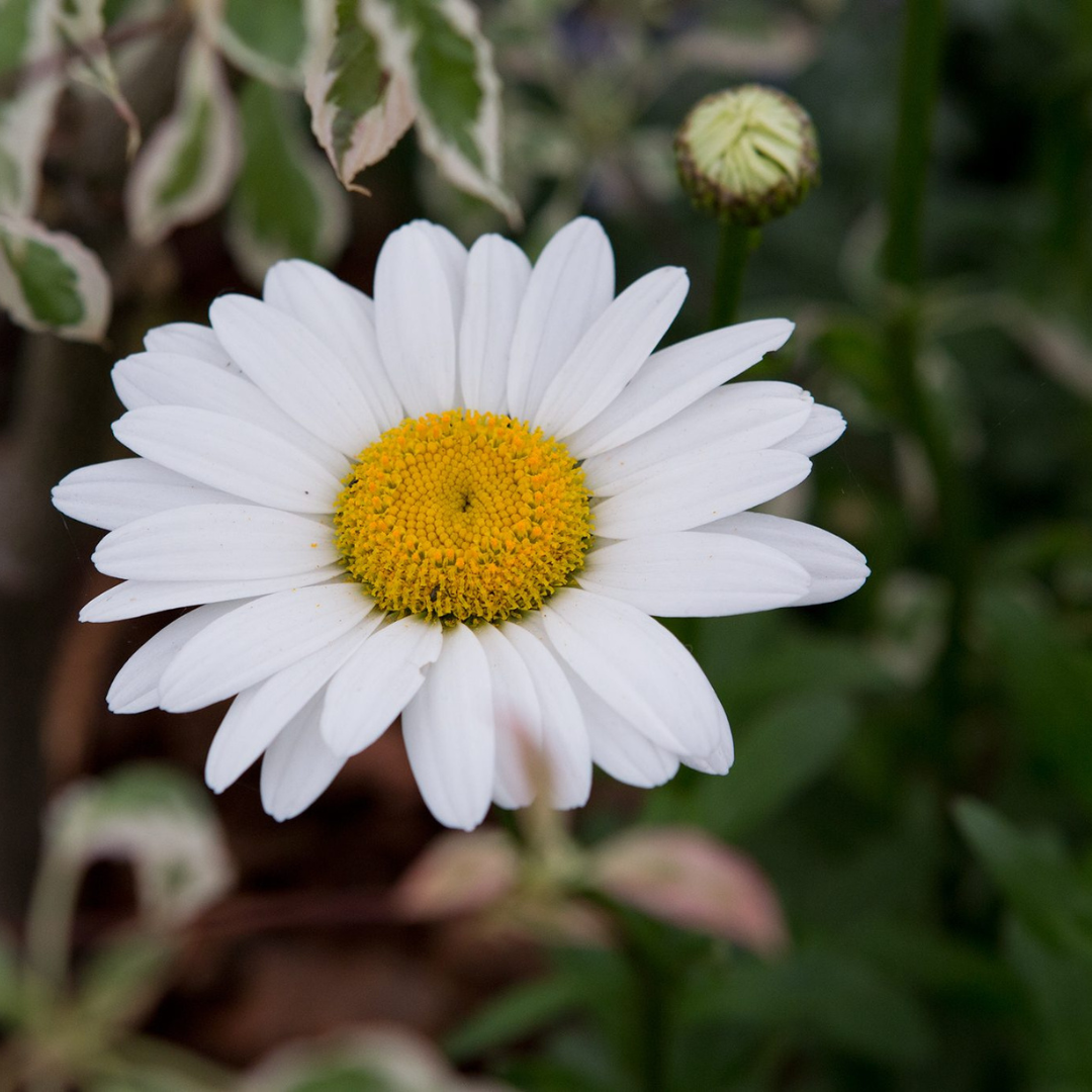 Leucanthemum superbum 'Becky'