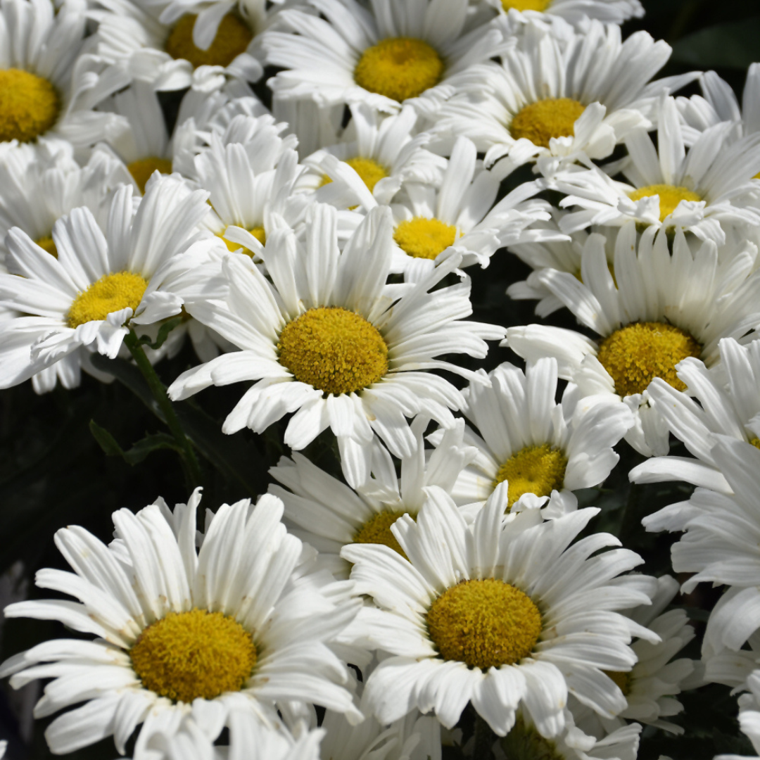 Leucanthemum superbum 'Daisy May'