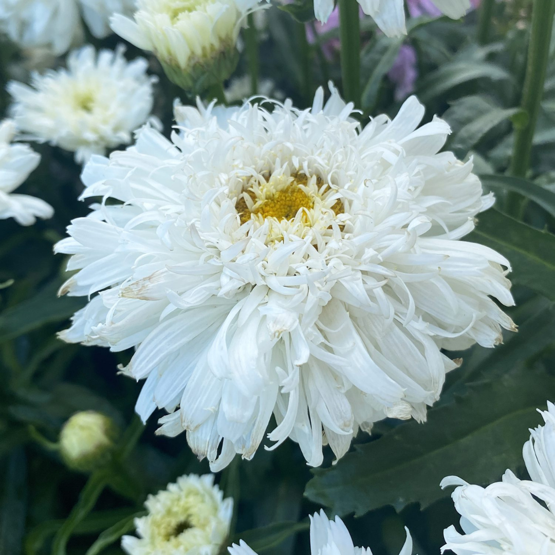 Leucanthemum superbum 'Marshmallow'