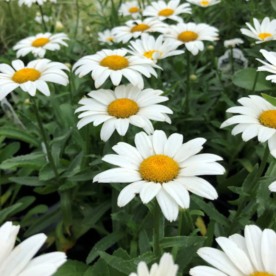 Leucanthemum superbum 'Snow Cap'