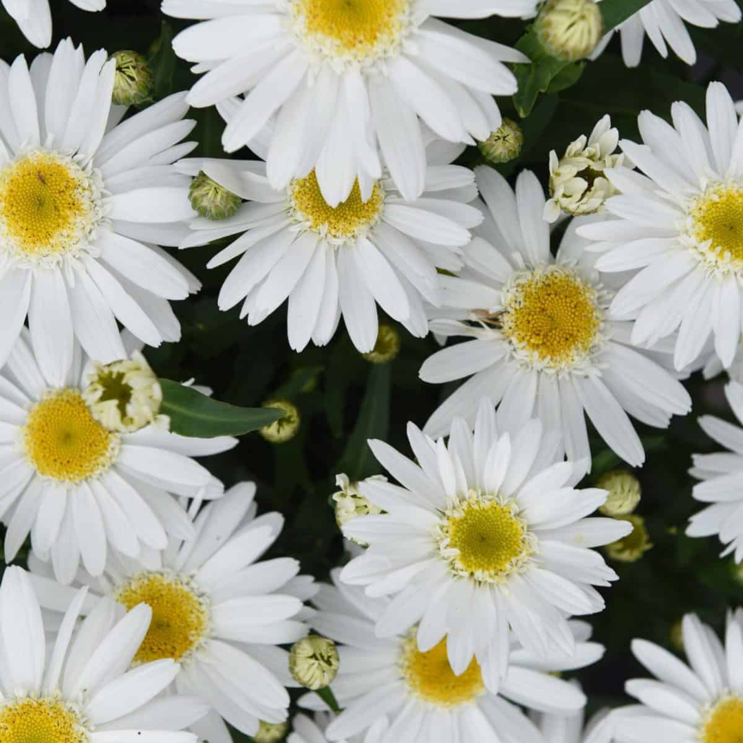 Leucanthemum superbum 'Sweet Daisy Birdy'