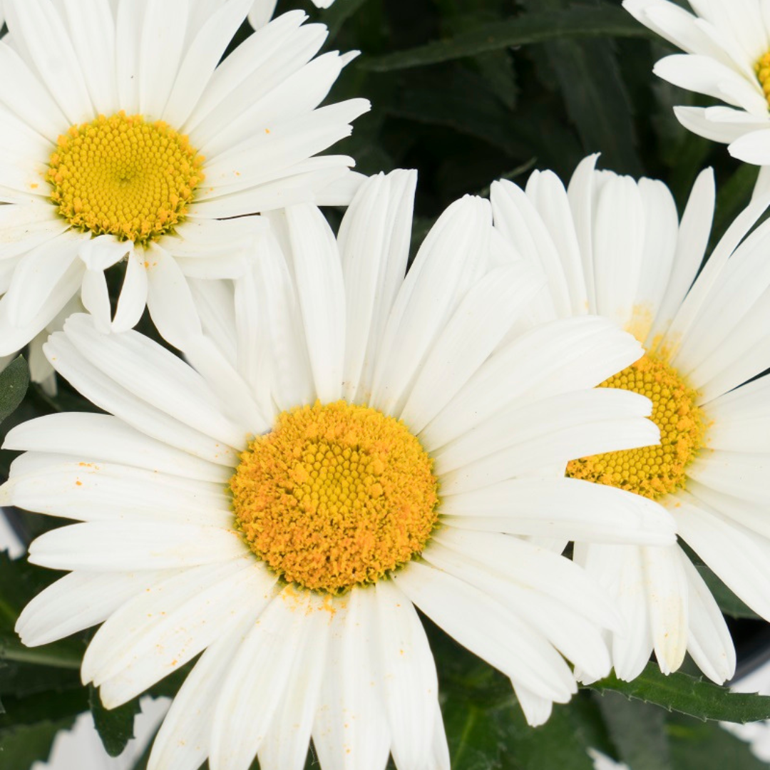 Leucanthemum superbum 'Sweet Daisy Christine'