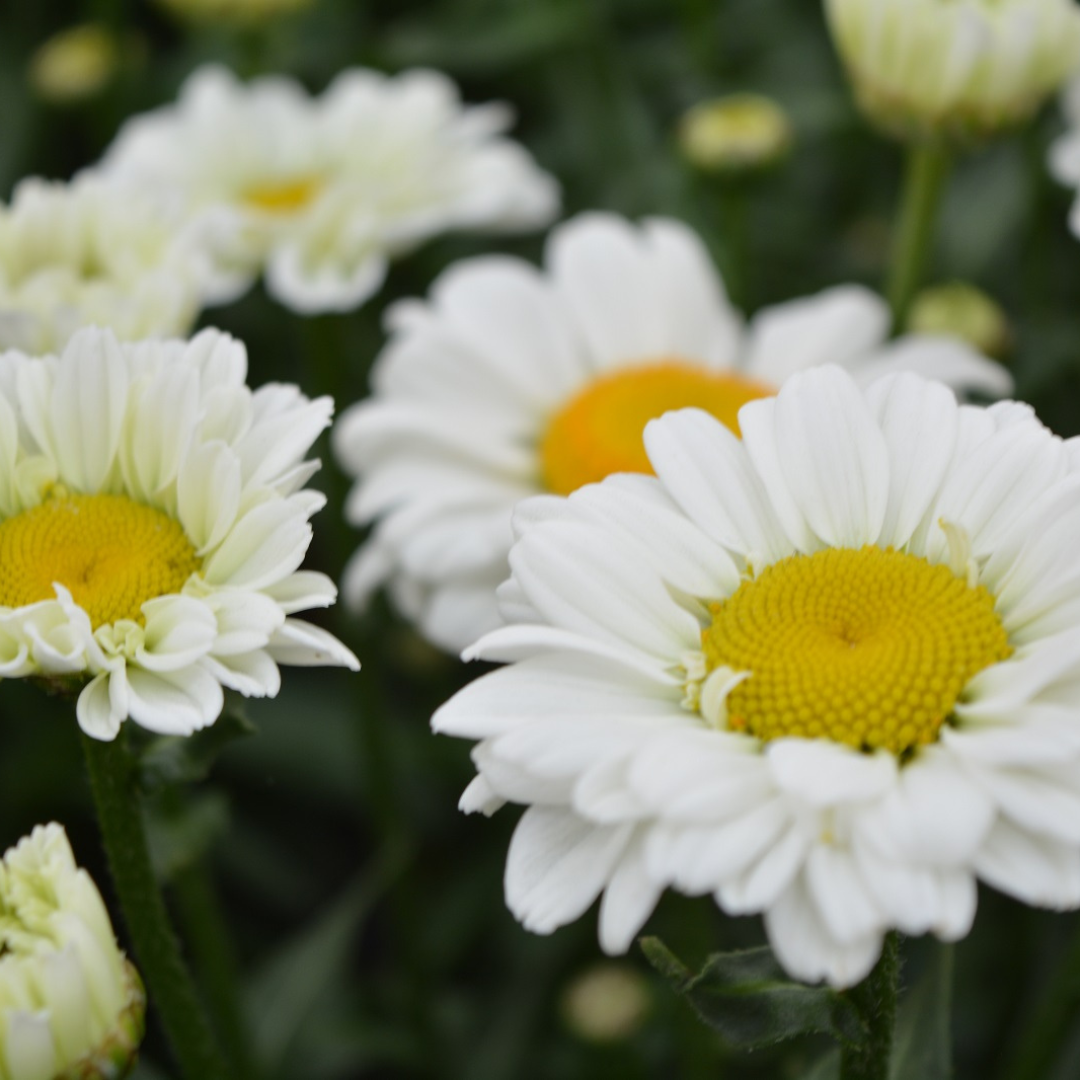 Leucanthemum superbum 'Sweet Daisy Jane'