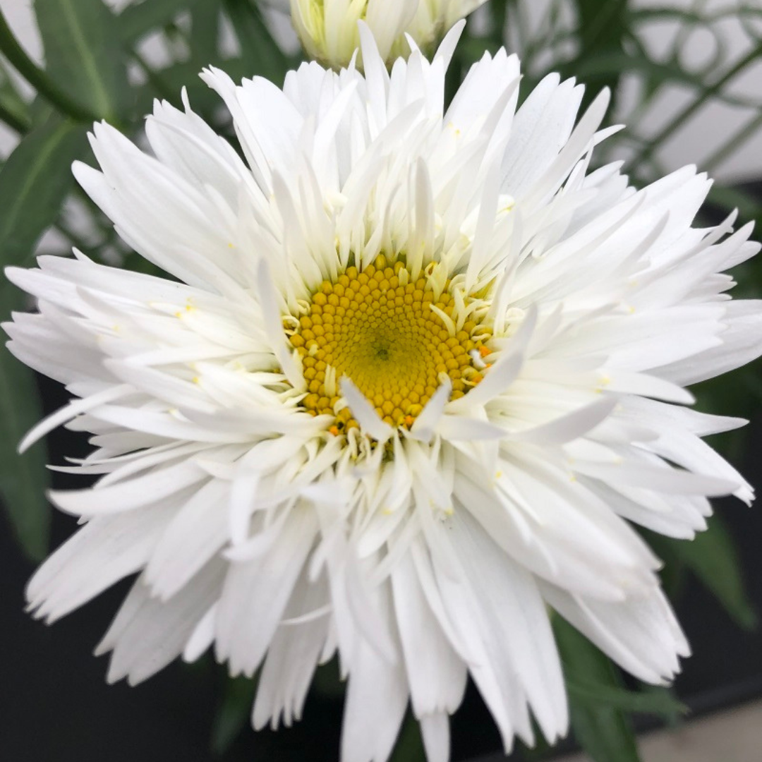 Leucanthemum superbum 'Sweet Daisy Rebecca'