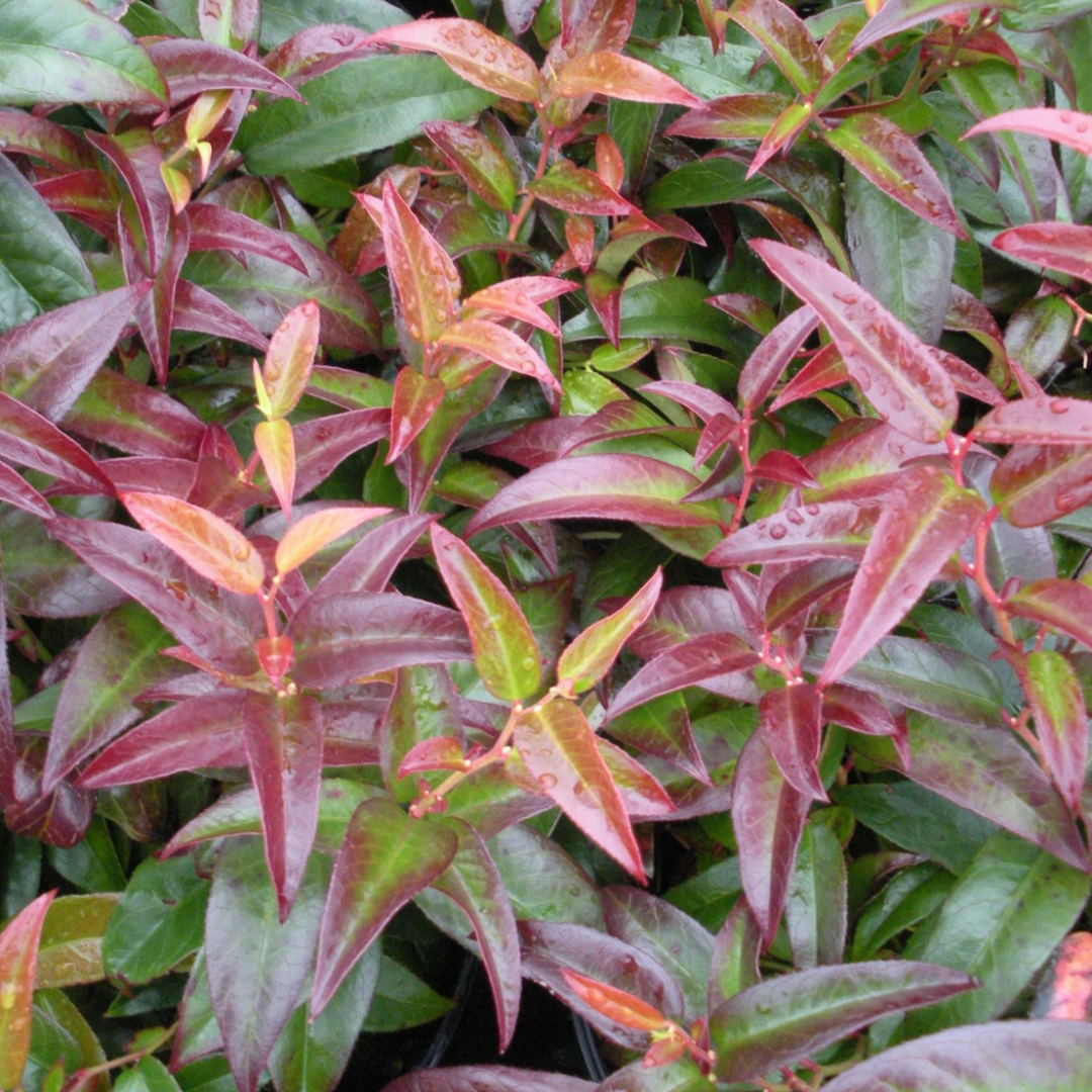 Leucothoe fontanesiana 'Rainbow'