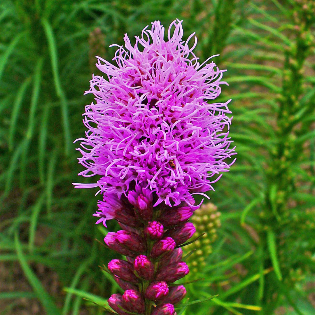 Liatris spicata