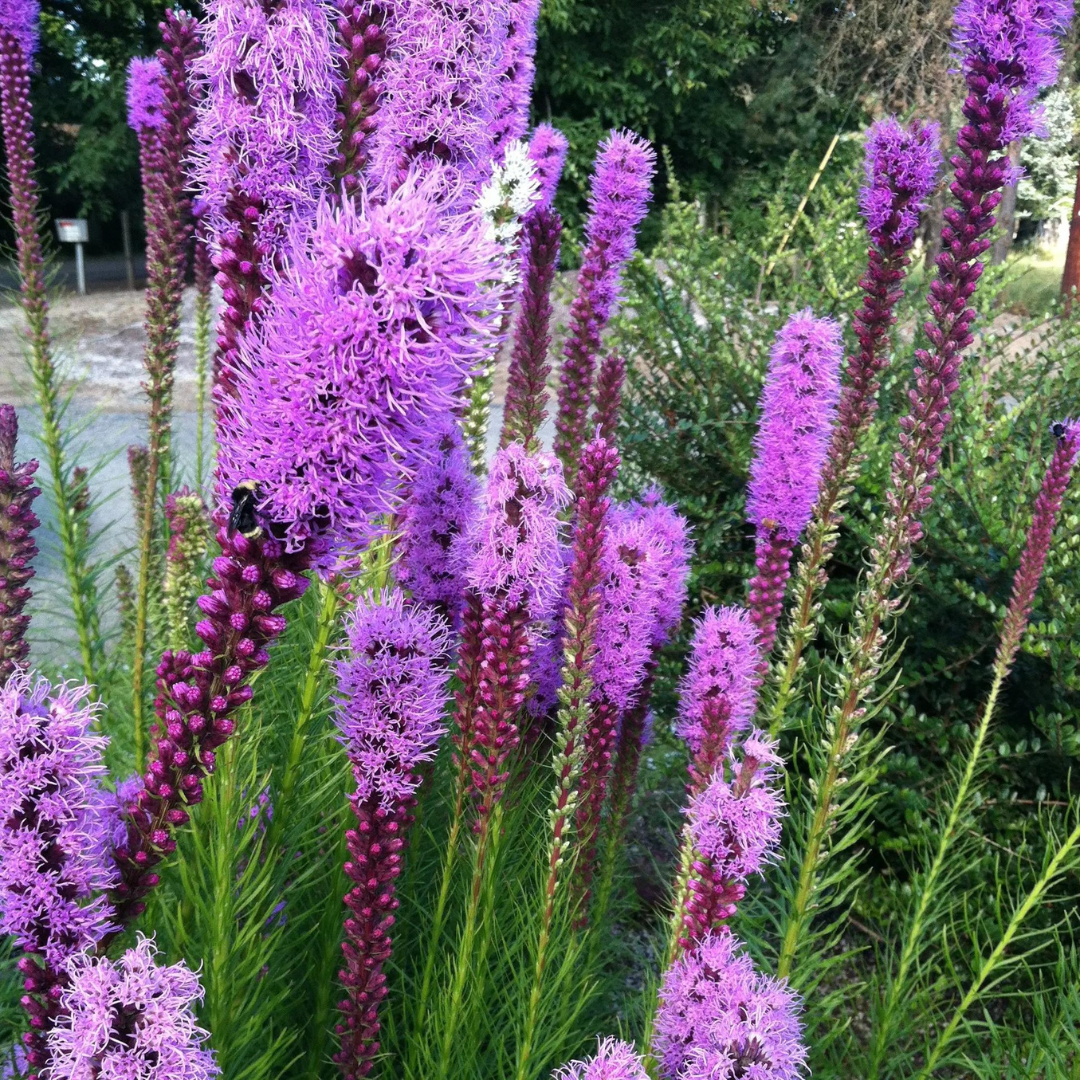 Liatris spicata 'Floristan Violet'