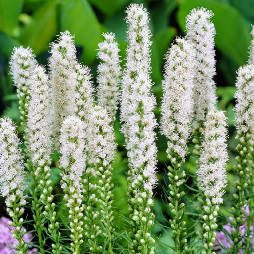 Liatris spicata 'Floristan White'