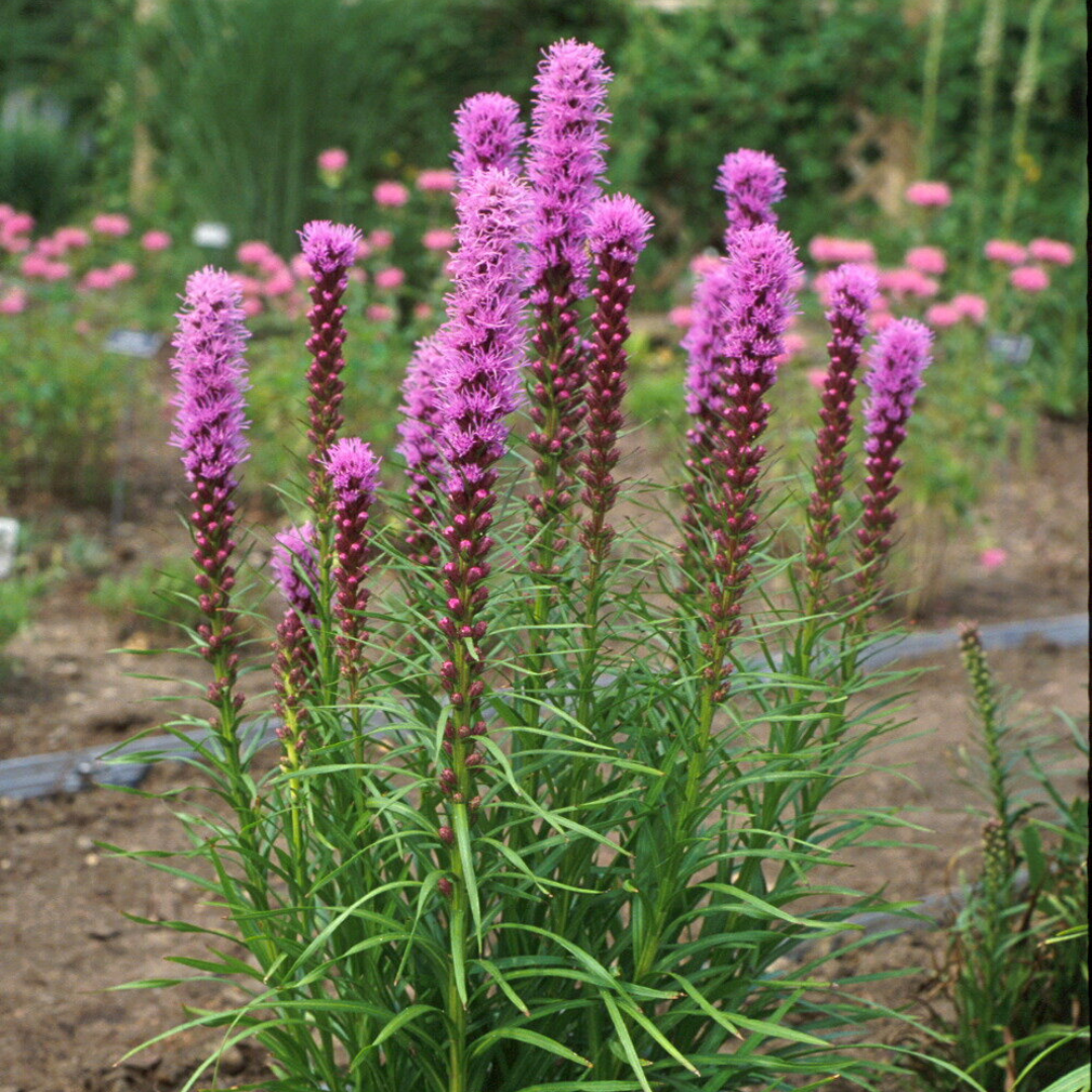 Liatris spicata 'Kobold'