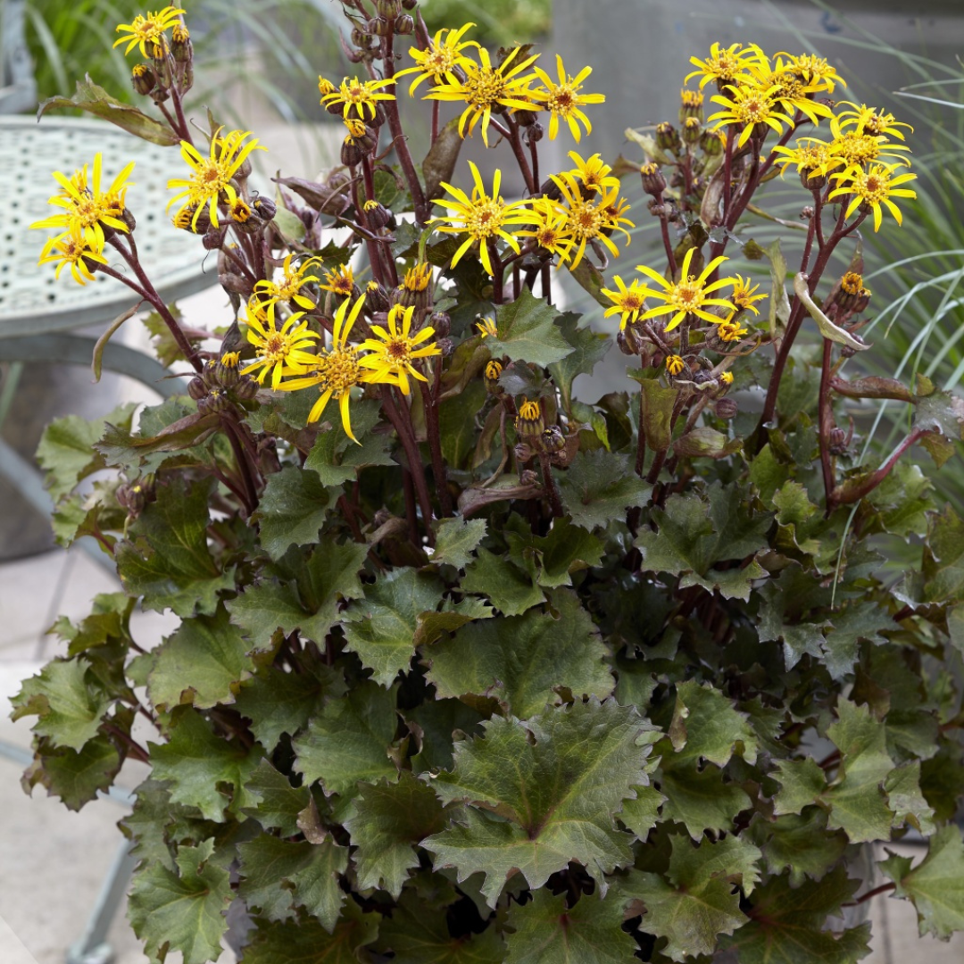 Ligularia dentata 'Little Golden Ray'