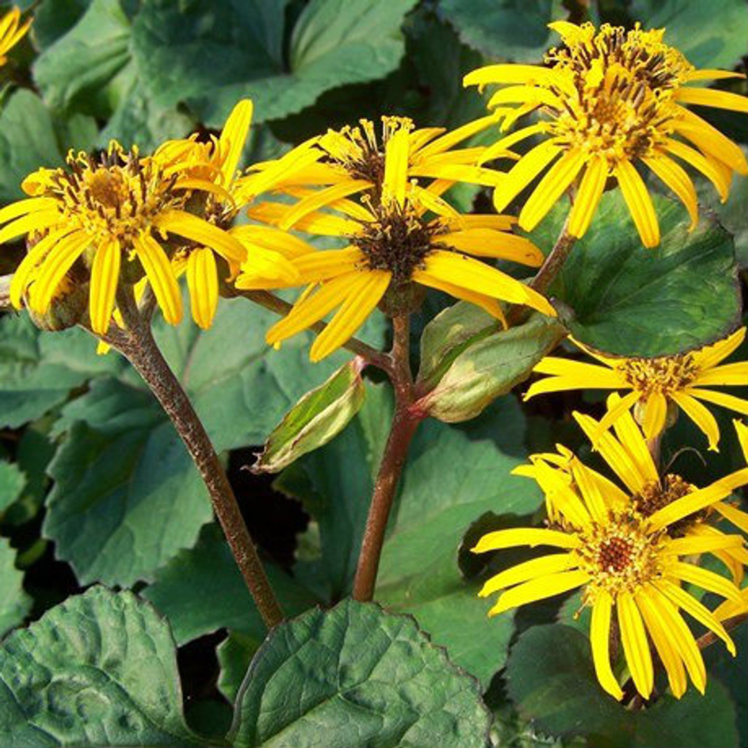 Ligularia dentata 'Othello’