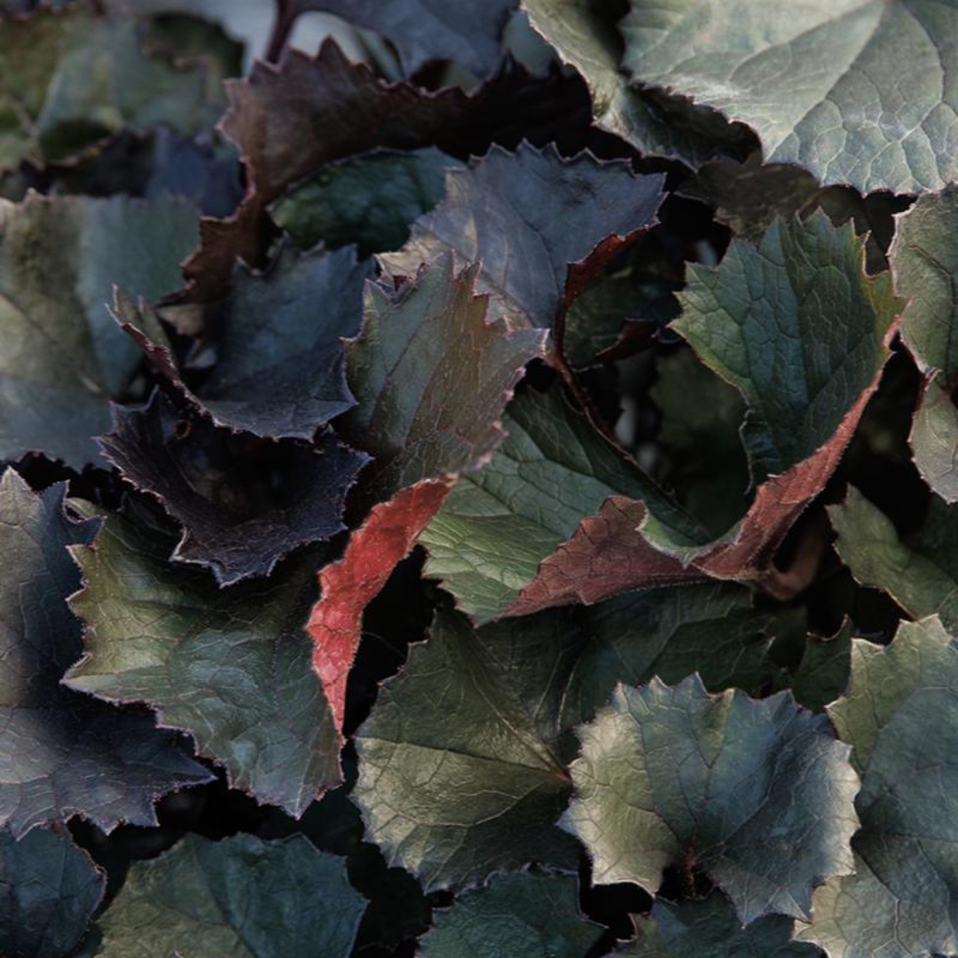 Ligularia dentata 'Pandora'